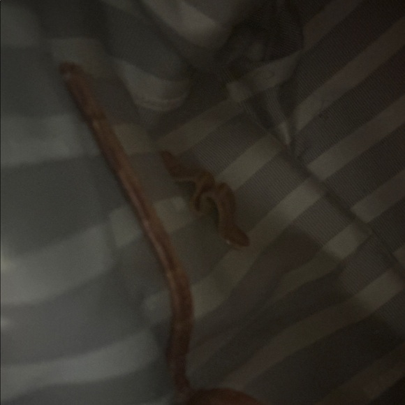 Brahmin - Picture 7 of 7